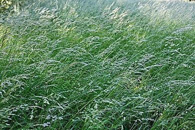 《宣誓》同伴会对故事战斗和道德决策产生重要影响